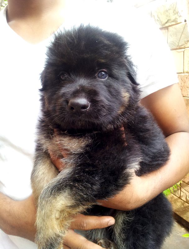 Image of German Shepherd posted on 2022-08-22 04:07:05 from pune